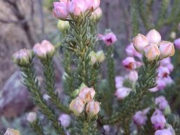 Erica baccans floral development
